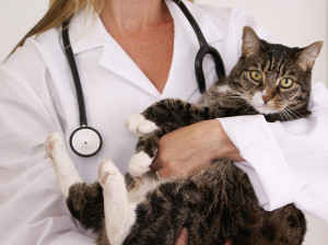 ネコの健康管理